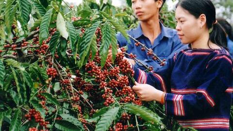 Đắk Lắk: Tiềm năng phát triển sản xuất nông nghiệp theo chiều sâu