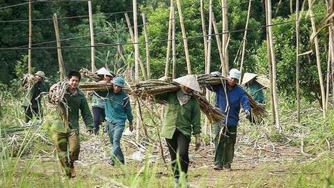 Hòa Bình hướng tới xuất khẩu mía bền vững ra thị trường thế giới