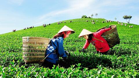 Bắt kịp xu hướng nông nghiệp hữu cơ