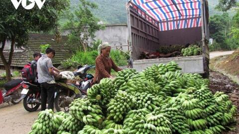 Nông dân Lai Châu đẩy mạnh phát triển nông nghiệp hàng hóa