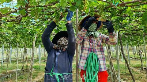 Cơ cấu lại ngành nông nghiệp thích ứng với biến đổi khí hậu 
