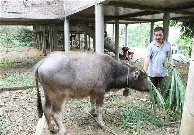 Tích cực triển khai dự án sinh kế, giúp người dân miền núi thoát nghèo