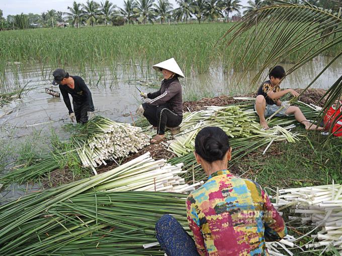 Nhiều lao động tự do có thu nhập từ nghề thu hoạch bồn bồn thuê. Ảnh: Phương Anh
