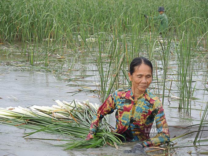 Để thu hoạch bồn bồn bà con phải trầm mình, lội nước. Ảnh: Phương Anh